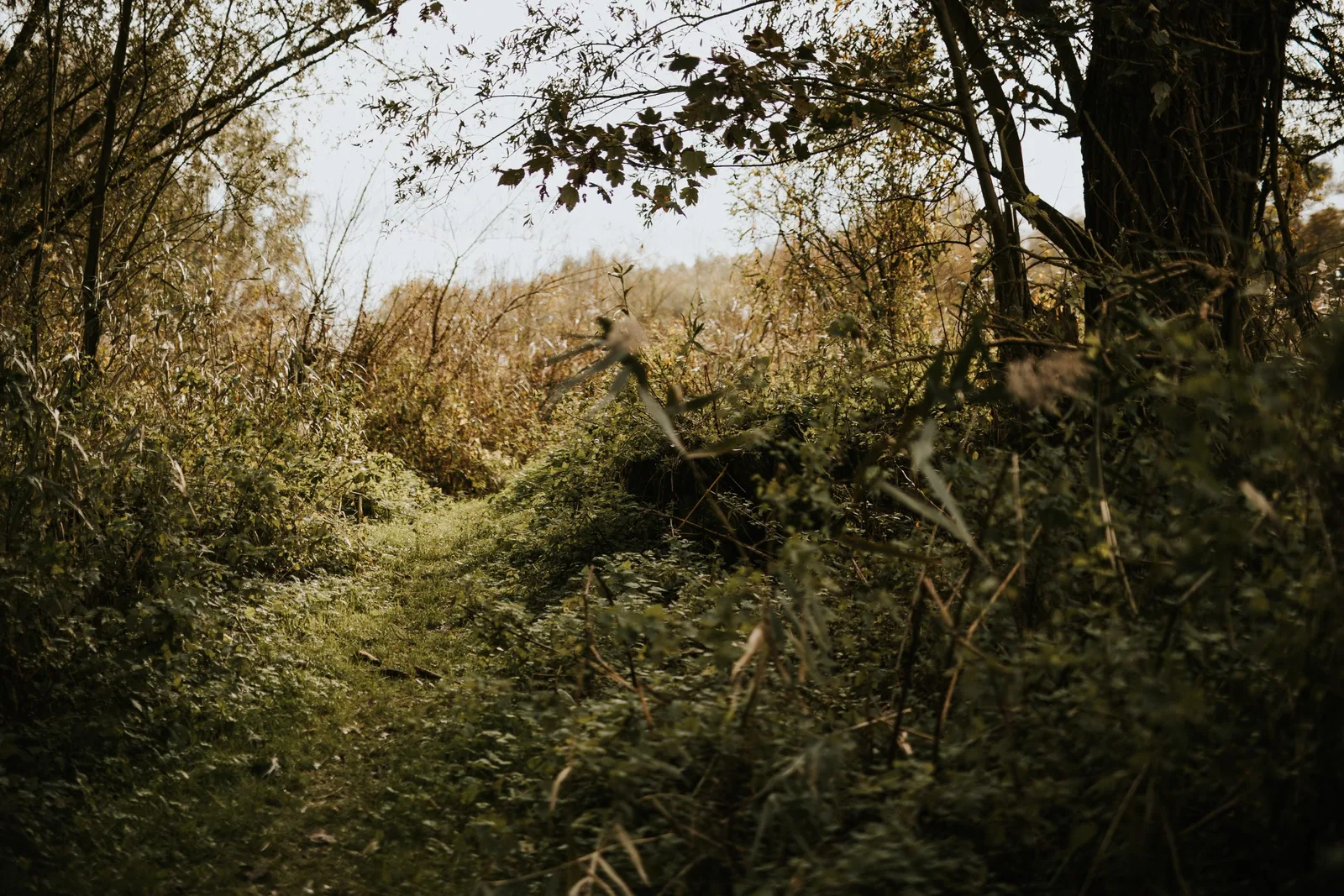 De erfenis van healing: hoe voorouderhealing mijn rouw omzette in zielskracht - LifeSkool